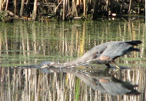 Heron stalking carp